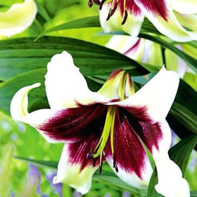 Лилия Куши Майя (в горшке) Лилия Куши Майя (в горшке) фото