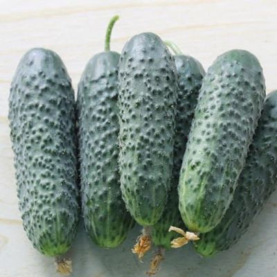 Огурец Фараон фото