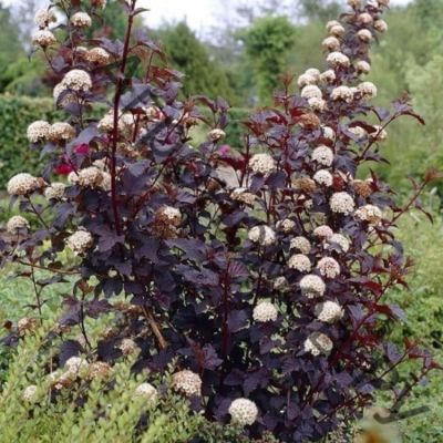 Пузыреплодник калинолистный Шух, С1,5 - Dolina-Sad.Ru