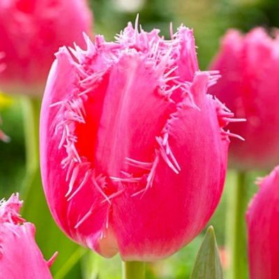 Тюльпан Кашарэль Тюльпан Кашарэль фото