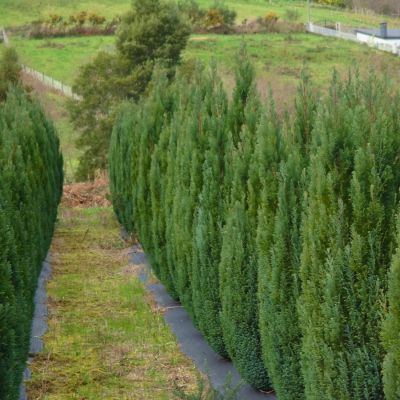 Можжевельник обыкновенный Сентинел Можжевельник обыкновенный Сентинел - Dolina-Sad.Ru