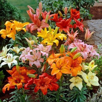 Смесь Азиатских Лилий Смесь Азиатских Лилий фото