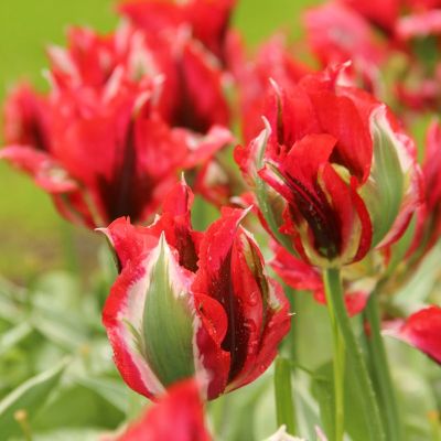 Тюльпан Зеленоцветный Есперанто Тюльпан Зеленоцветный Есперанто фото