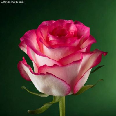 Роза Джумилия в горшке - Dolina-Sad.Ru