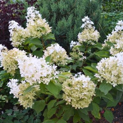 Гортензия метельчатая Долли, С2 Гортензия метельчатая Долли, С2 - Dolina-Sad.Ru