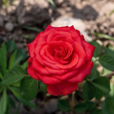 Роза Стар 2000 - Dolina-Sad.Ru