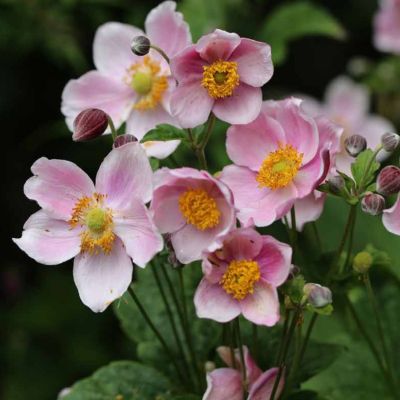 Анемона Розеншале Анемона Розеншале - Dolina-Sad.Ru