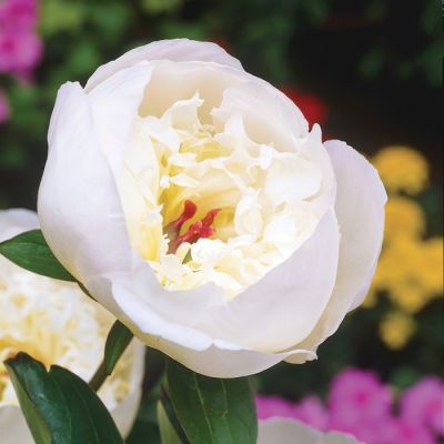 Пион Имакулее Пион Имакулее фото