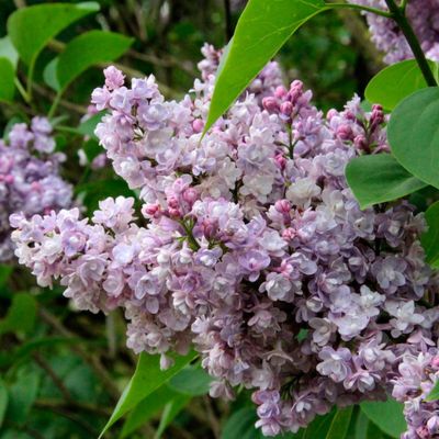 Сирень обыкновенная Эмиль Лемуан Сирень обыкновенная Эмиль Лемуан - Dolina-Sad.Ru