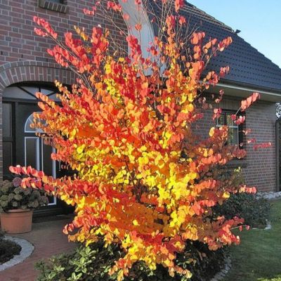 Багрянник Японский Багрянник Японский фото