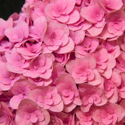 Гортензия крупнолистная Флорентина Гортензия крупнолистная Флорентина - Dolina-Sad.Ru