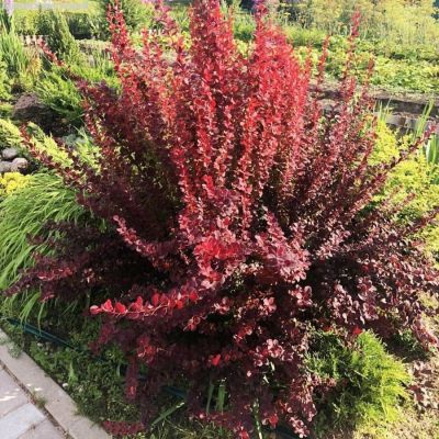 Барбарис Тунберга Оранж Санрайз, С3 Барбарис Тунберга Оранж Санрайз, С3 - Dolina-Sad.Ru