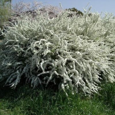 Спирея тунберга Спирея тунберга - Dolina-Sad.Ru