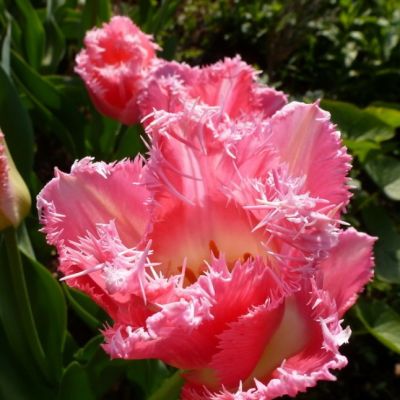 Тюльпан Кашарэль Тюльпан Кашарэль фото