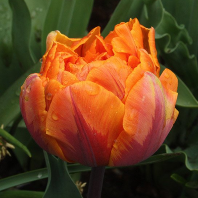 Тюльпан Орка Тюльпан Орка - Dolina-Sad.Ru