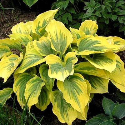 Хоста Глэд Рэгс Хоста Глэд Рэгс - Dolina-Sad.Ru