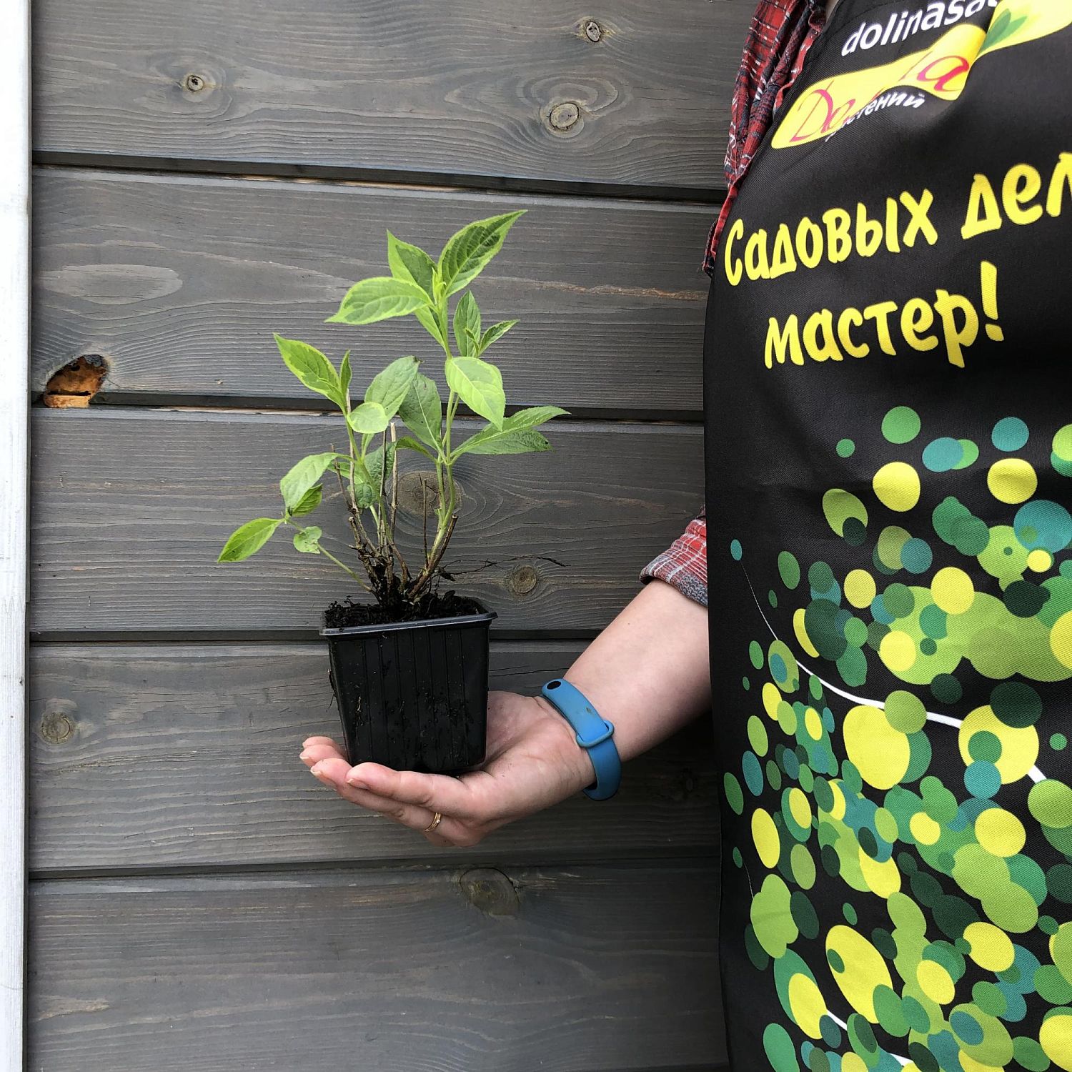 Вейгела цветущая Бригела Вейгела цветущая Бригела фото