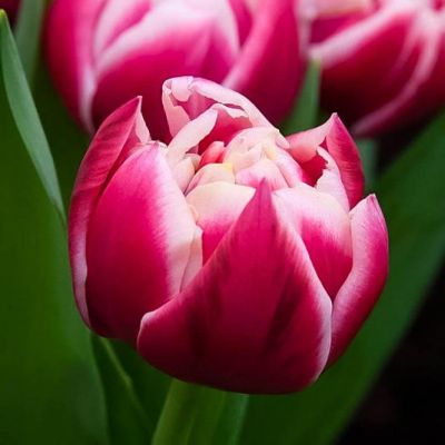 Тюльпан Коламбус Тюльпан Коламбус фото