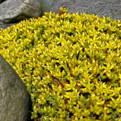 Седум шестирядный Веизе Тетра , P9 Седум шестирядный Веизе Тетра , P9 фото