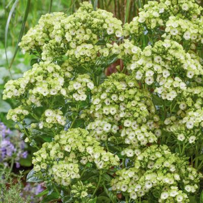 Флокс Оркид Грин Флокс Оркид Грин - Dolina-Sad.Ru