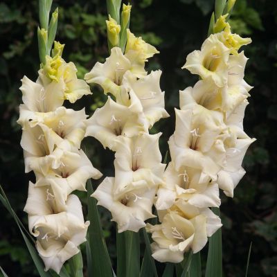 Гладиолус Ривендейл Гладиолус Ривендейл - Dolina-Sad.Ru