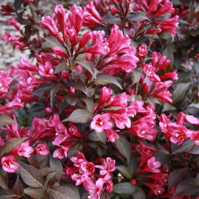 Вейгела цветущая Блэк Руби - Dolina-Sad.Ru