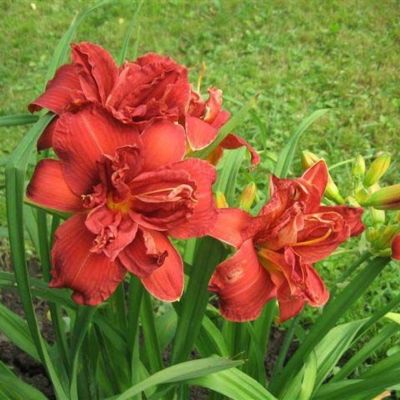 Лилейник Дабл Файеркрекер - Dolina-Sad.Ru