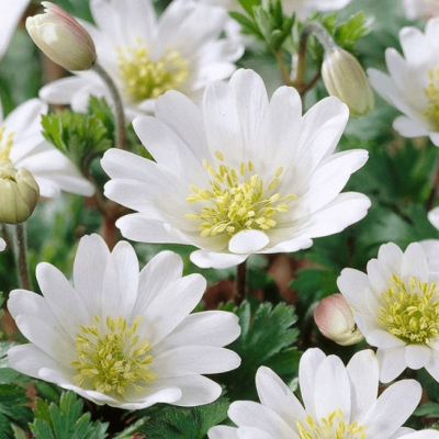 Анемона Бланда Уайт Сплендор Анемона Бланда Уайт Сплендор фото