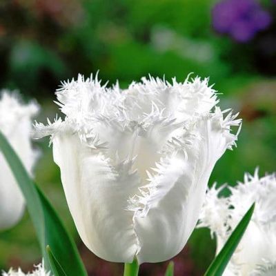 Тюльпан Ханимун Тюльпан Ханимун фото