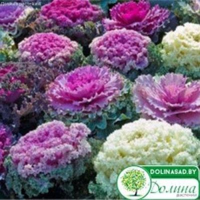 Капуста Декоративная Кружевная Мозайка Капуста Декоративная Кружевная Мозайка фото