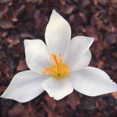 Крокус Альба Крокус Альба фото