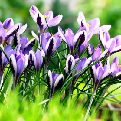 Крокус Сайбери Спринг Бьюти за рубль Крокус Сайбери Спринг Бьюти за рубль фото