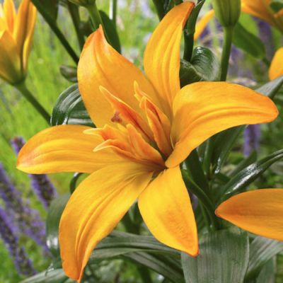 Лилия Голд Твин - Dolina-Sad.Ru