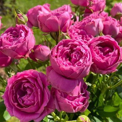 Роза Мисти Баблс в горшке Роза Мисти Баблс в горшке - Dolina-Sad.Ru