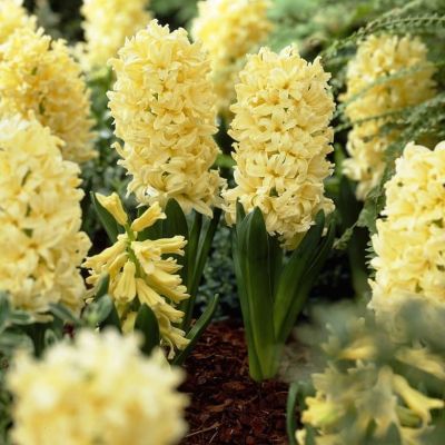 Гиацинт Джипси Принцесс Гиацинт Джипси Принцесс фото