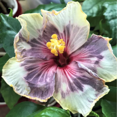 Гибискус Фестиваль оф Лайтс Гибискус Фестиваль оф Лайтс фото