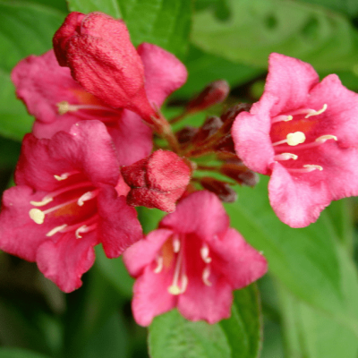 Вейгела Румба Вейгела Румба фото