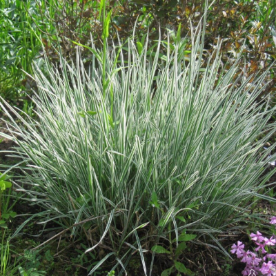 Фалярис тростниковый Вариегата Фалярис тростниковый Вариегата фото