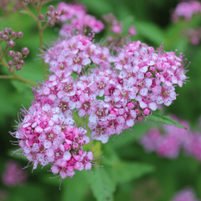 Спирея японская Нана, С2 Спирея японская Нана, С2 - Dolina-Sad.Ru