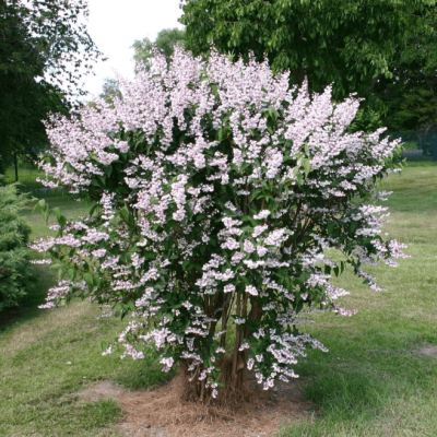 Дейция шершавая Плена фото