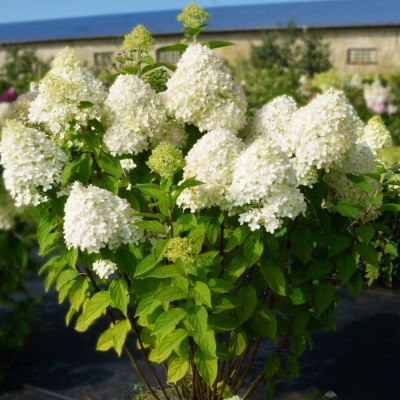 Гортензия метельчатая Селекшн, С3 Гортензия метельчатая Селекшн, С3 - Dolina-Sad.Ru