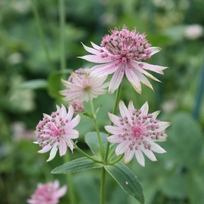 Астранция крупная Пинк Прайд Астранция крупная Пинк Прайд - Dolina-Sad.Ru