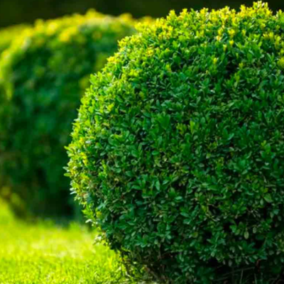 Самшит вечнозеленый, С3 - Dolina-Sad.Ru