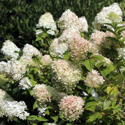 Гортензия метельчатая Краска Лесково Гортензия метельчатая Краска Лесково - Dolina-Sad.Ru