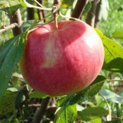 Яблоня Мельба/Летняя Яблоня Мельба/Летняя фото