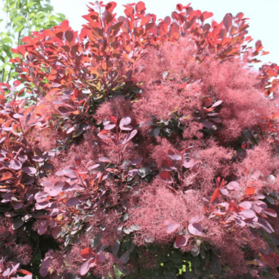 Скумпия кожевенная Грейс Скумпия кожевенная Грейс фото