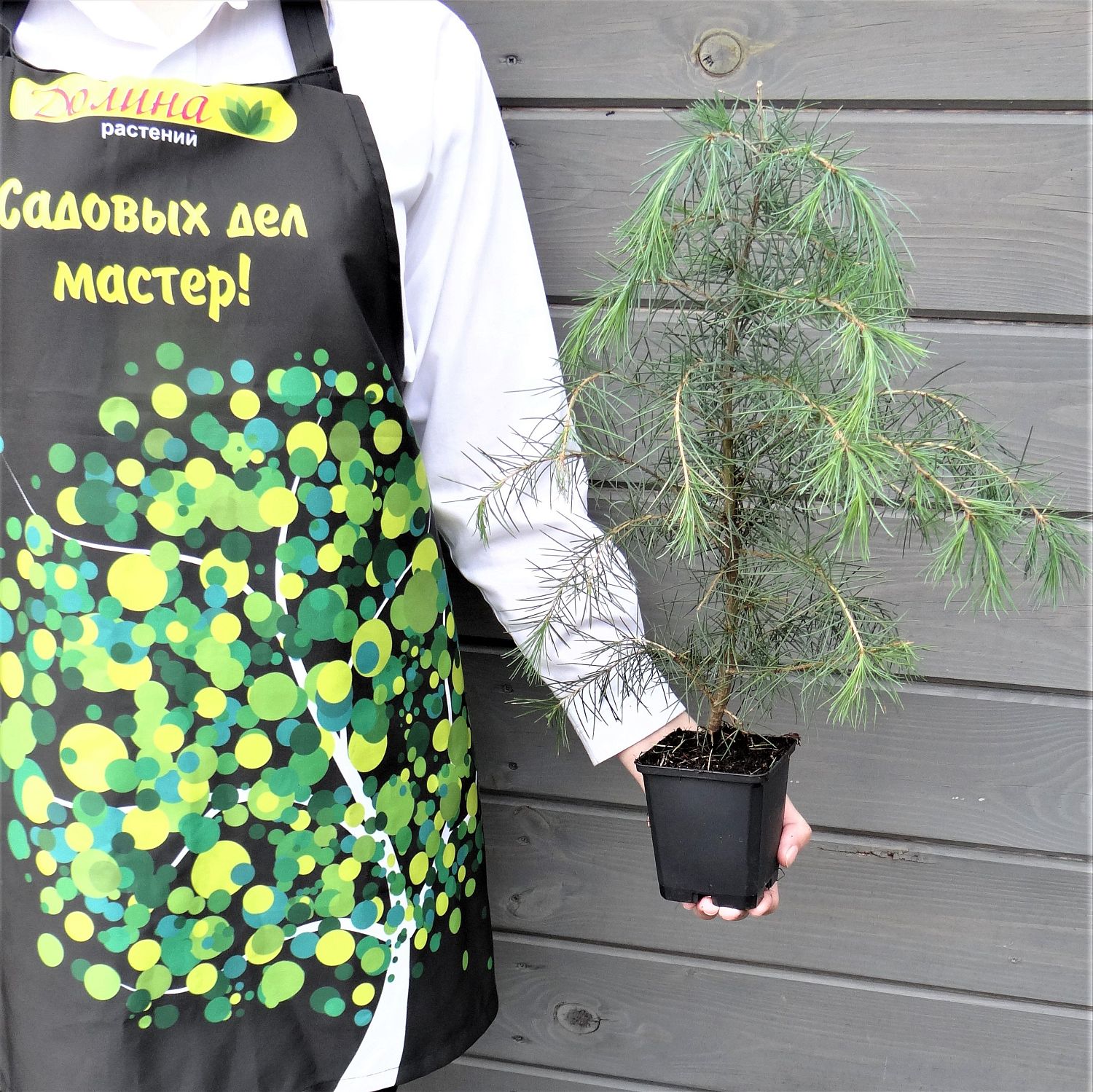 Кедр гималайский Кедр гималайский фото