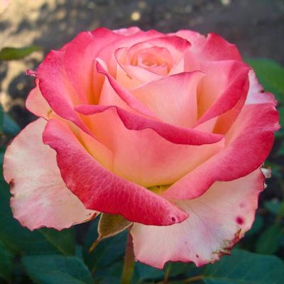 Роза Универсал Роза Универсал - Dolina-Sad.Ru