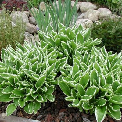 Хоста волнистая Альбомаргината , C2 Хоста волнистая Альбомаргината , C2 фото