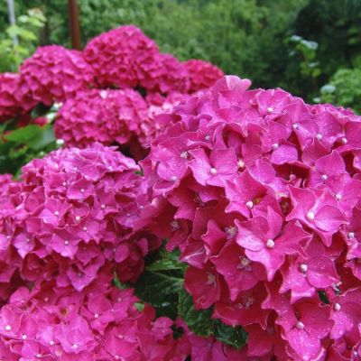 Гортензия крупнолистная Претти Пинк Гортензия крупнолистная Претти Пинк - Dolina-Sad.Ru